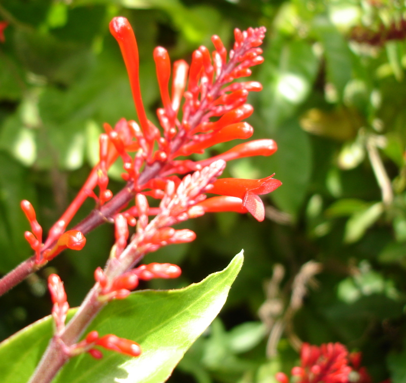 A color macro photograph of flowers, the original input before any filtering.
