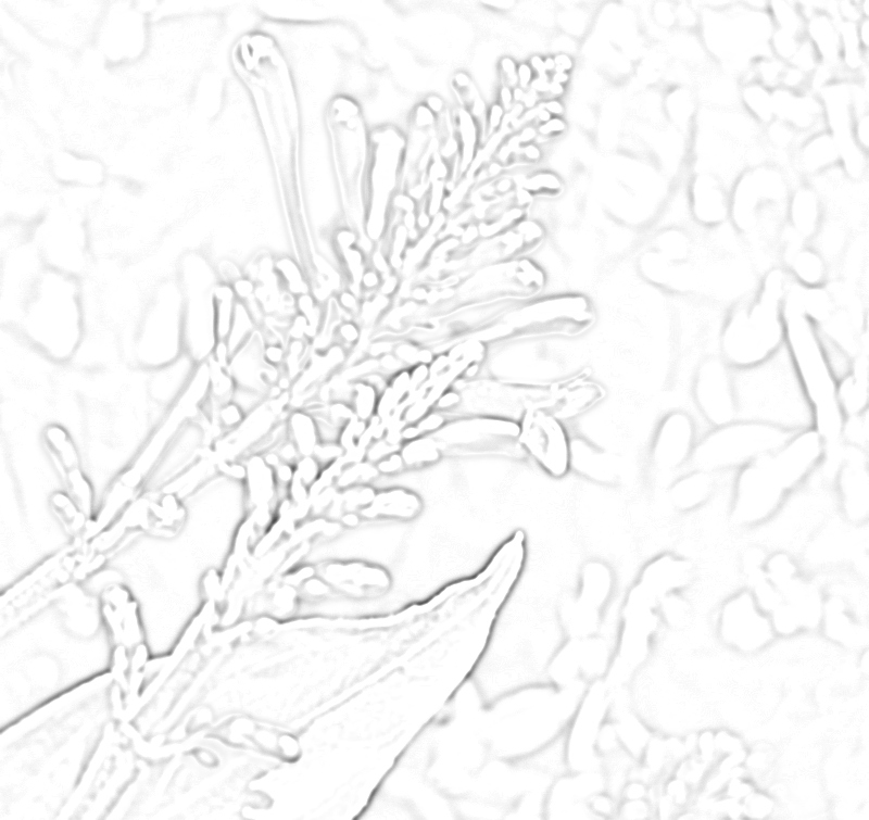 The same flower photograph after a difference-of-Gaussians filter, rendered in grayscale, showing only the mid-scale edges and textures glowing against a flat gray field.
